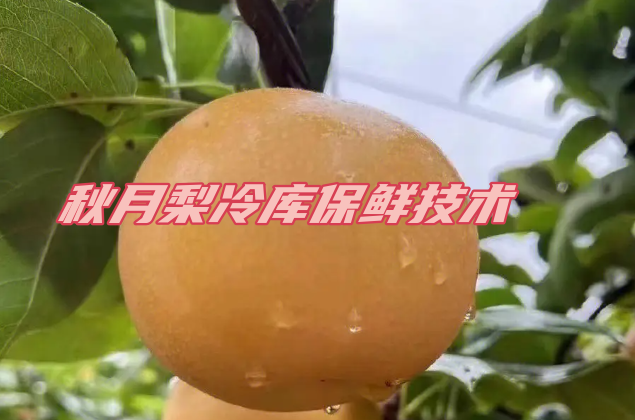秋月梨冷库保鲜:保鲜技术的革命性突破