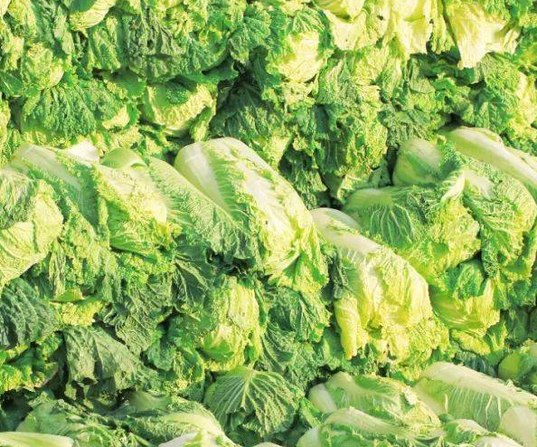 大白菜冷库储存注意事项