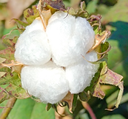 棉花需要放到冷库存储吗?_上海南宫ng28注册平台入口-南宫28在线登录-南宫28圈电脑版-南宫28在线注册网站-南宫集团加拿大28-南宫28相信品牌的力量链接-南宫28NG国际-南宫ng娱乐app下载制冷