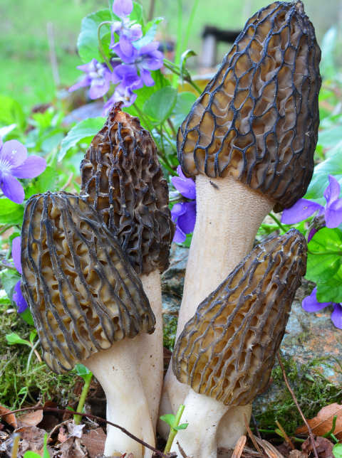 羊肚菌气调保鲜库设计要点_上海南宫ng28注册平台入口-南宫28在线登录-南宫28圈电脑版-南宫28在线注册网站-南宫集团加拿大28-南宫28相信品牌的力量链接-南宫28NG国际-南宫ng娱乐app下载制冷