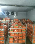 建造一个胡萝卜保鲜冷库大概多少钱