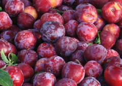 建一个存放300吨李子冷库大概需要多少钱