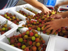 建造一个存放100吨荔枝冷库造价大概是多少