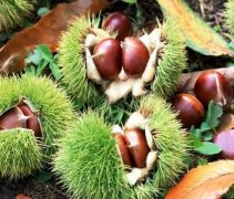 建一个存放2000吨板栗（毛栗子）冷库造价是多少