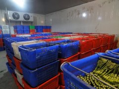 蔬菜批发市场建冷库，建多大合适