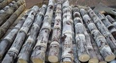 甘蔗可以放冷库吗？能放多久