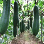 1000吨冬瓜冷库的造价大概多少钱