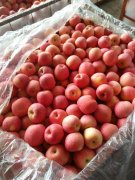 2500立方米冷库可以放多少吨苹果？