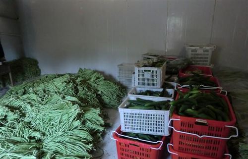 蔬菜保鲜库 蔬菜保鲜库