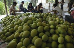 1000吨芒果冷库造价大概多少，是怎么计算的