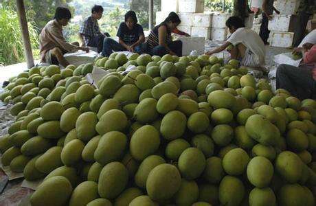1000吨芒果冷库 1000吨芒果冷库