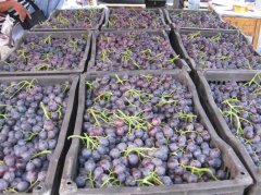 葡萄保鲜冷库的安装造价大概是多少？怎么计算的