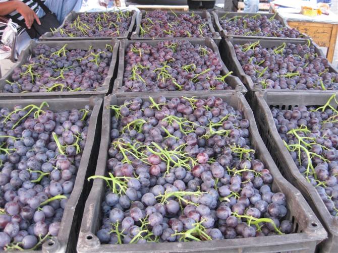 葡萄保鲜冷库 葡萄保鲜冷库