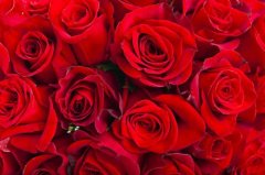 玫瑰花冷库温度多少度？安装造价大概多少