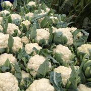 花菜冷库设计安装费用大概需要多少钱？