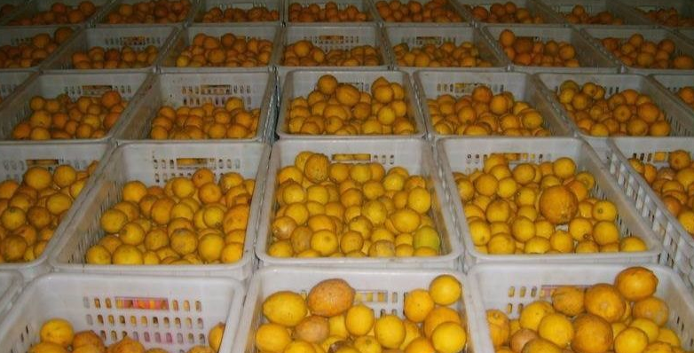 柠檬冷库 柠檬冷库