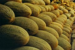 哈密瓜保鲜冷库贮藏技术及造价