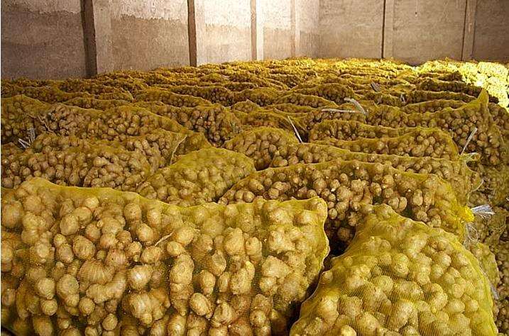 1000吨生姜冷库 1000吨生姜冷库