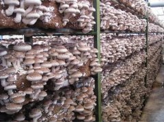 食用菌蘑菇保鲜冷库温度，贮藏技术介绍