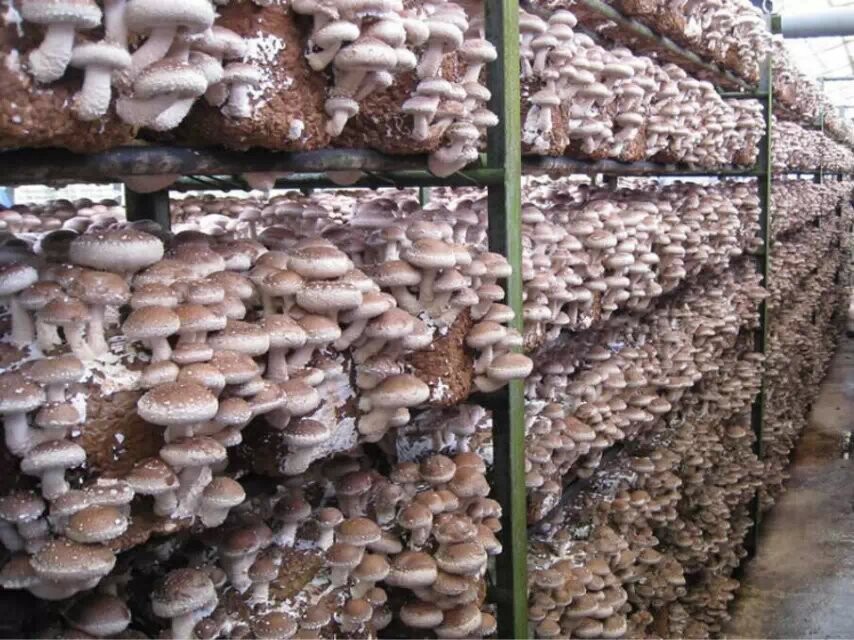 食用菌蘑菇保鲜冷库