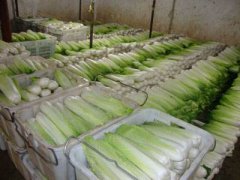 1500吨蔬菜保鲜冷库设计重点及造价多少钱