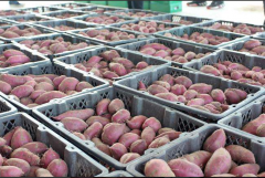 15000平果蔬批发市场冷库设计建造成本是多少