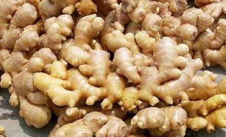 1000吨大姜冷库 1000吨大姜冷库