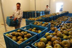 5000吨水果冷库建造工程造价多少