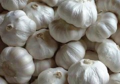 新建500吨大蒜保鲜冷库的价格是多少