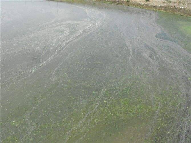 池塘消泡剂应用场景 池塘消泡剂应用场景