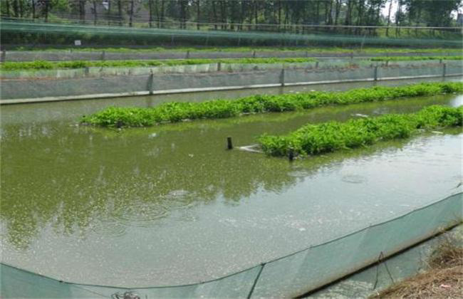 水产消泡剂为什么是养殖户的心头好