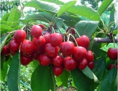 大樱桃、猕猴桃在气调保鲜库能保存多久？