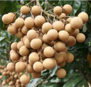 龙眼保鲜库-上海南宫ng28注册平台入口-南宫28在线登录-南宫28圈电脑版-南宫28在线注册网站-南宫集团加拿大28-南宫28相信品牌的力量链接-南宫28NG国际-南宫ng娱乐app下载