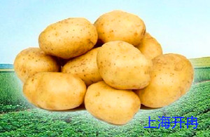 土豆气调保鲜库-上海南宫ng28注册平台入口-南宫28在线登录-南宫28圈电脑版-南宫28在线注册网站-南宫集团加拿大28-南宫28相信品牌的力量链接-南宫28NG国际-南宫ng娱乐app下载冷库