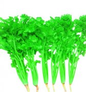 香菜气调保鲜库