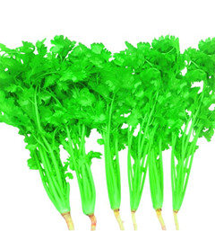 香菜气调保鲜库-上海南宫ng28注册平台入口-南宫28在线登录-南宫28圈电脑版-南宫28在线注册网站-南宫集团加拿大28-南宫28相信品牌的力量链接-南宫28NG国际-南宫ng娱乐app下载冷库