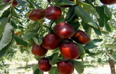 红枣简易保鲜库与枣子冷冻库安装设计