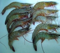 湛江水产冷库造价