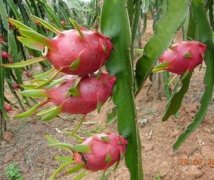 火龙果保鲜冷库设计安装