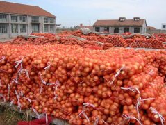 洋葱保鲜库能储存多长时间