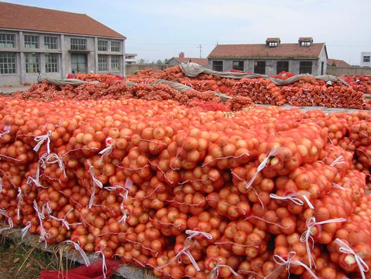 洋葱保鲜库-上海南宫ng28注册平台入口-南宫28在线登录-南宫28圈电脑版-南宫28在线注册网站-南宫集团加拿大28-南宫28相信品牌的力量链接-南宫28NG国际-南宫ng娱乐app下载冷库