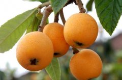 为何果蔬在气调库比在保鲜库的保鲜期更长口感更好?