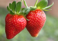 建造草莓冷藏保鲜库的优势