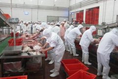 鲜肉速冻冷藏库加工流程