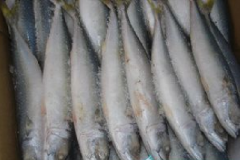 水产速冻冷库技术