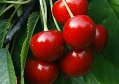 二氧化碳保鲜冷库（气调保鲜冷库）