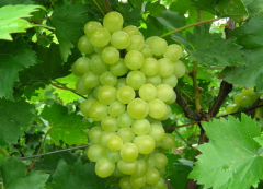 【葡萄保鲜库】的管理及销售