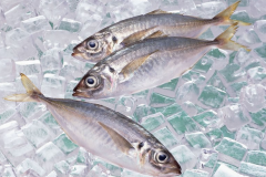 水产冷藏库的主要用途和造价