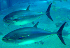 急冻库冷冻库的产品认识