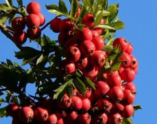 100吨山楂保鲜冷库多少钱